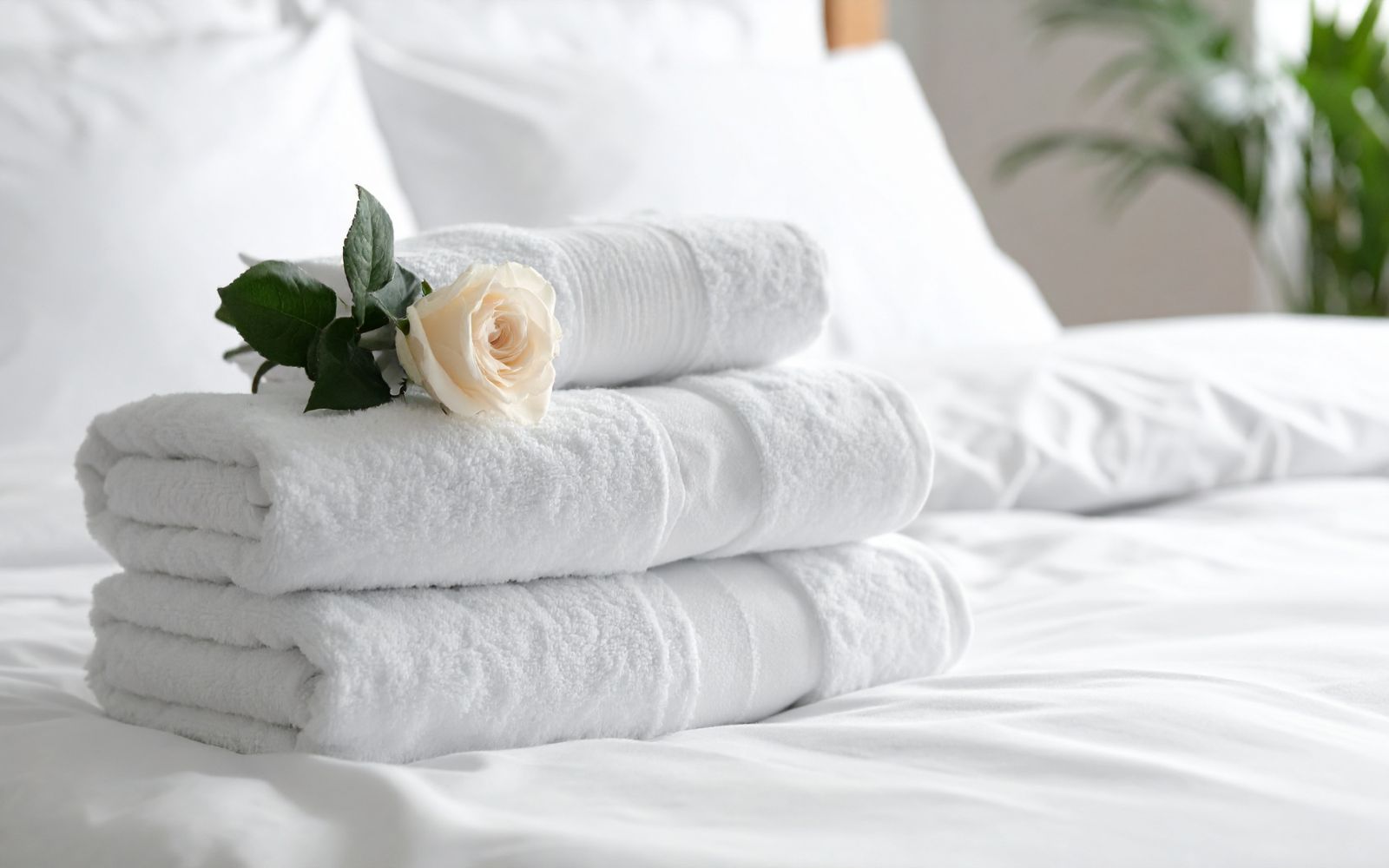 Why Premium Gyms Keep Members Longer: The Amenity Quality Secret